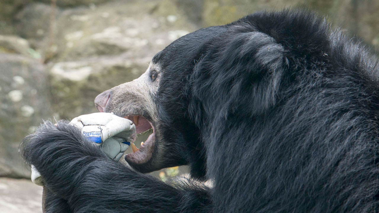 Kids-Club besucht den Zoo