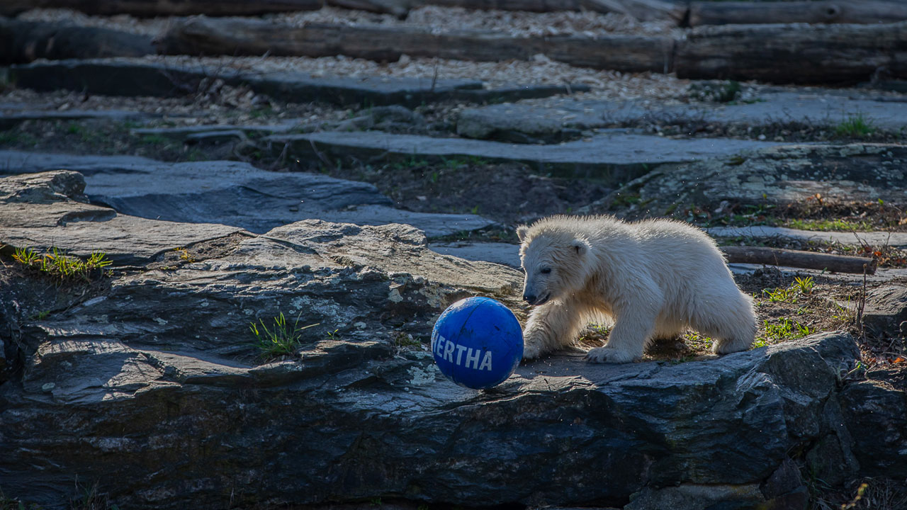 Ein Eisbär namens Hertha