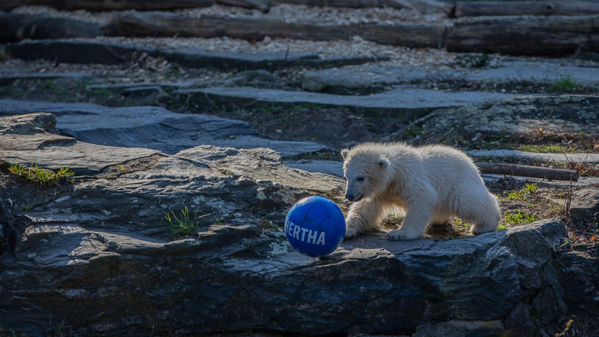 Ein Eisbär namens Hertha