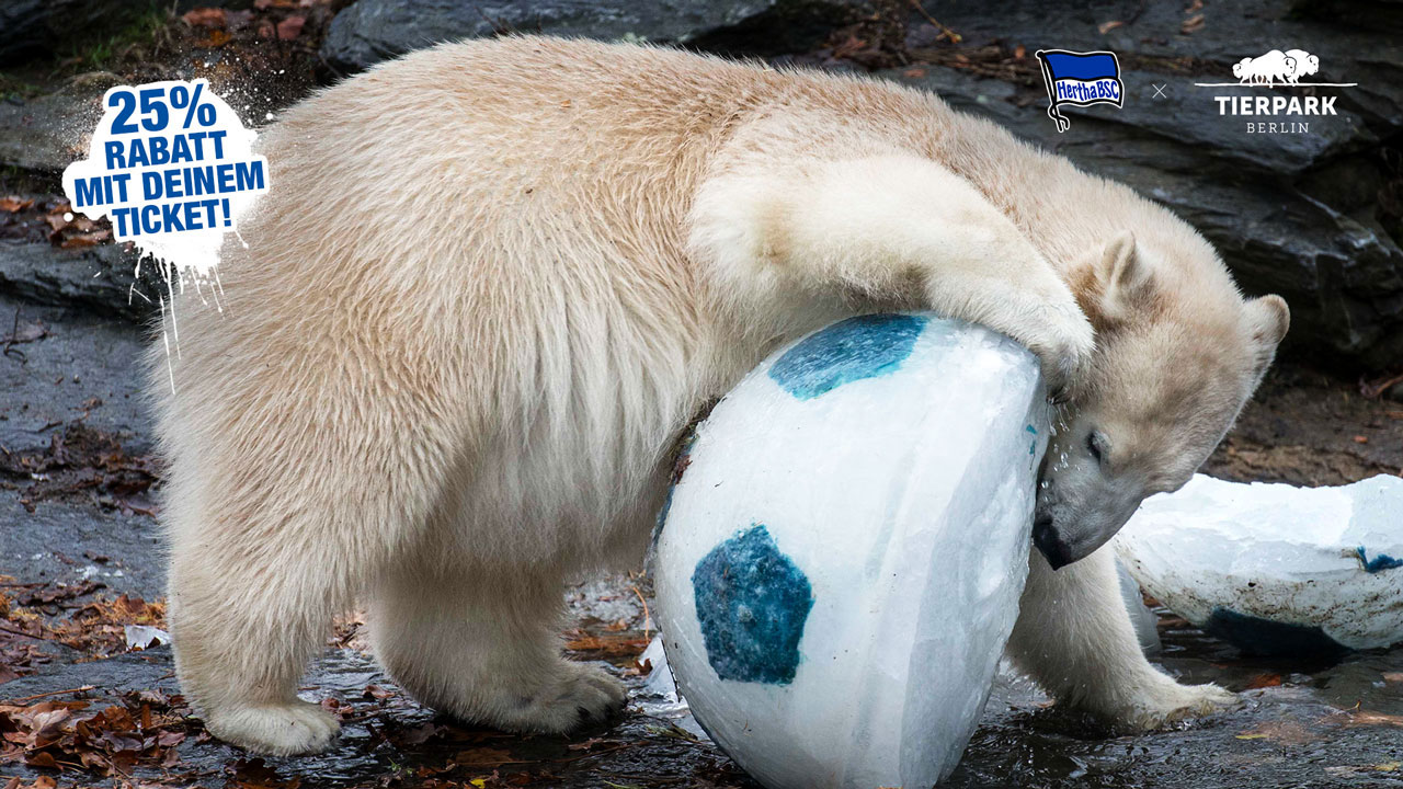 Erst zu Hertha, dann in den Tierpark!