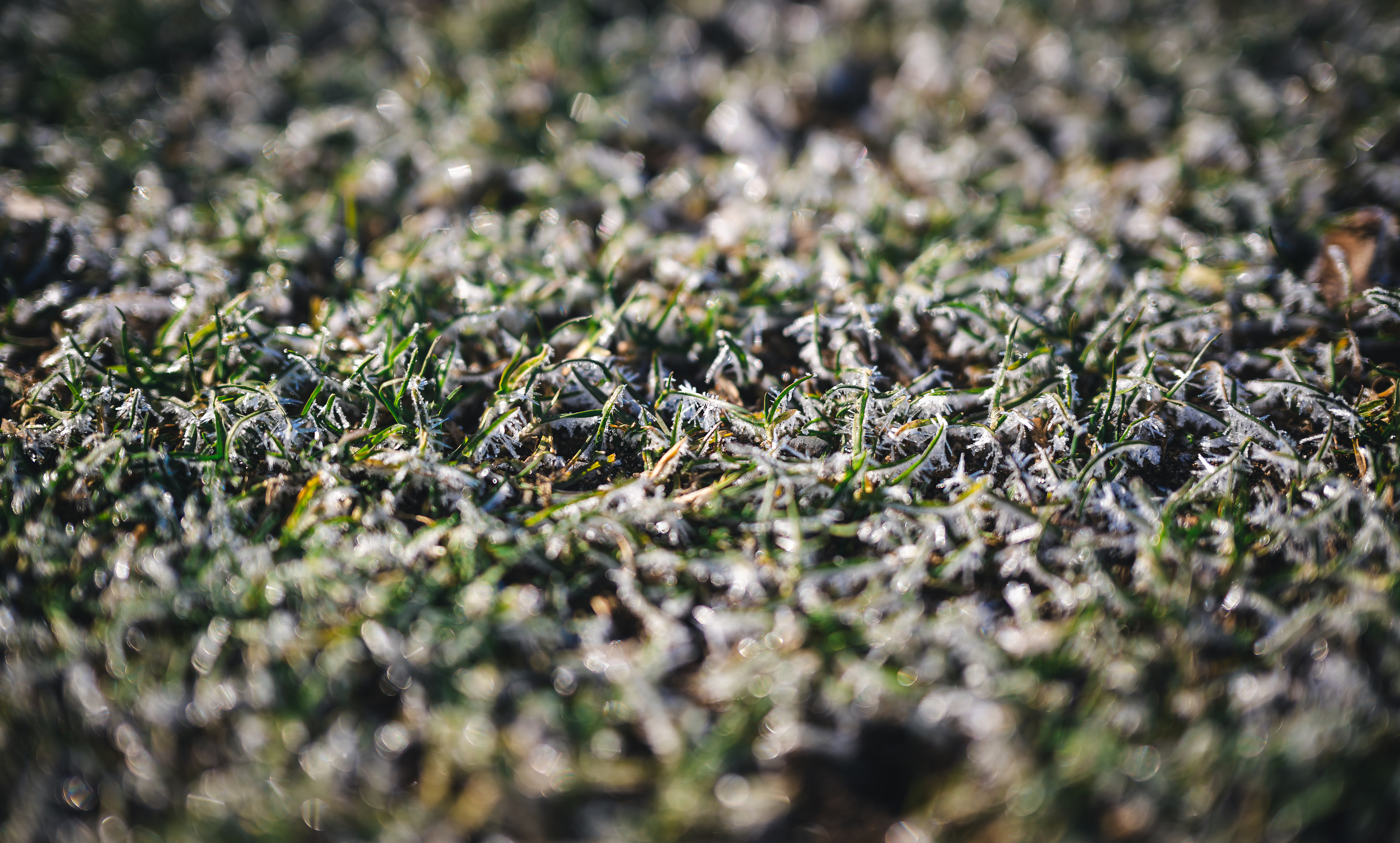 Ein gefrorener Rasenplatz.