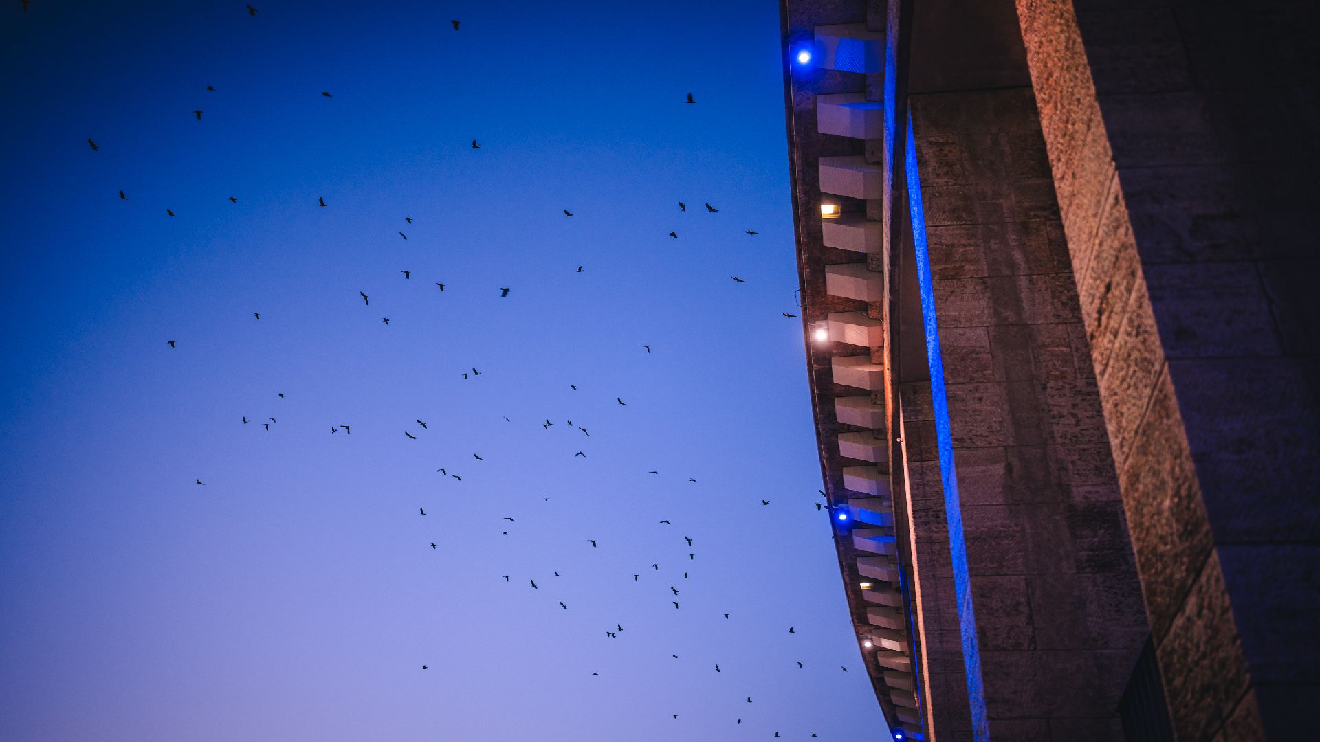 Vögel fliegen über das Berliner Olympiastadion.